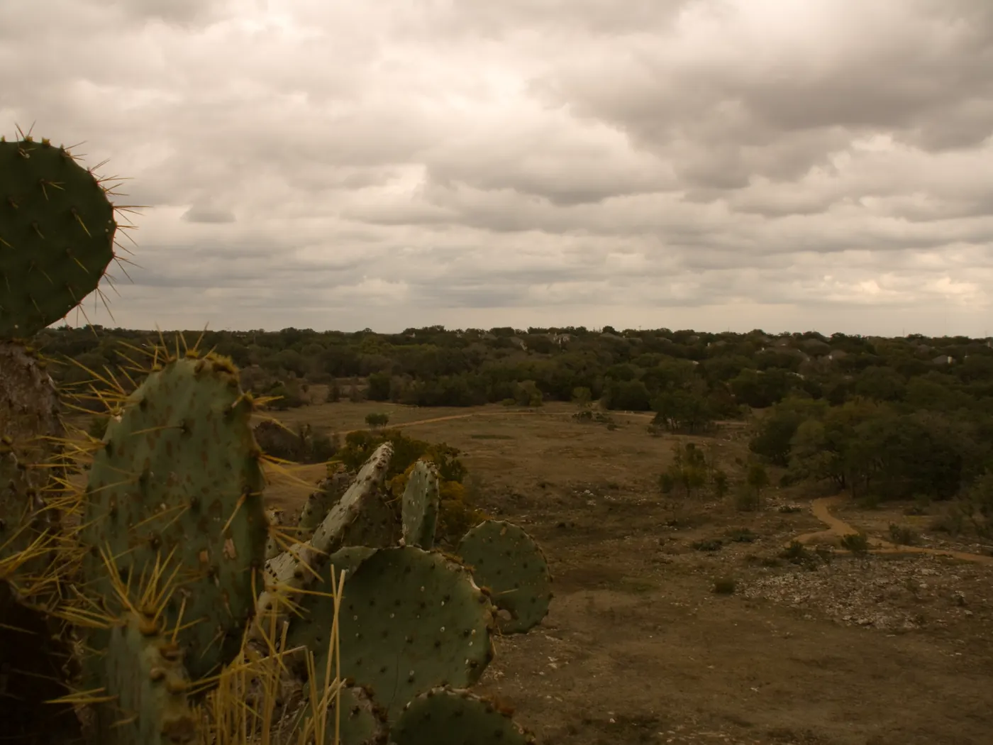 Hill country scrub and prickly pear at the Lady Bird Johnson Wildflower Center
